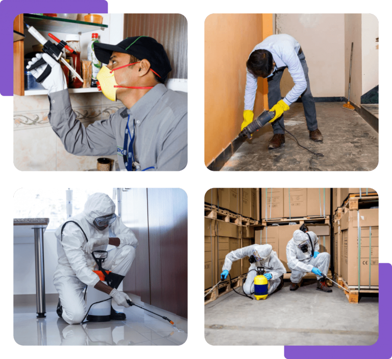 Pest Control Services